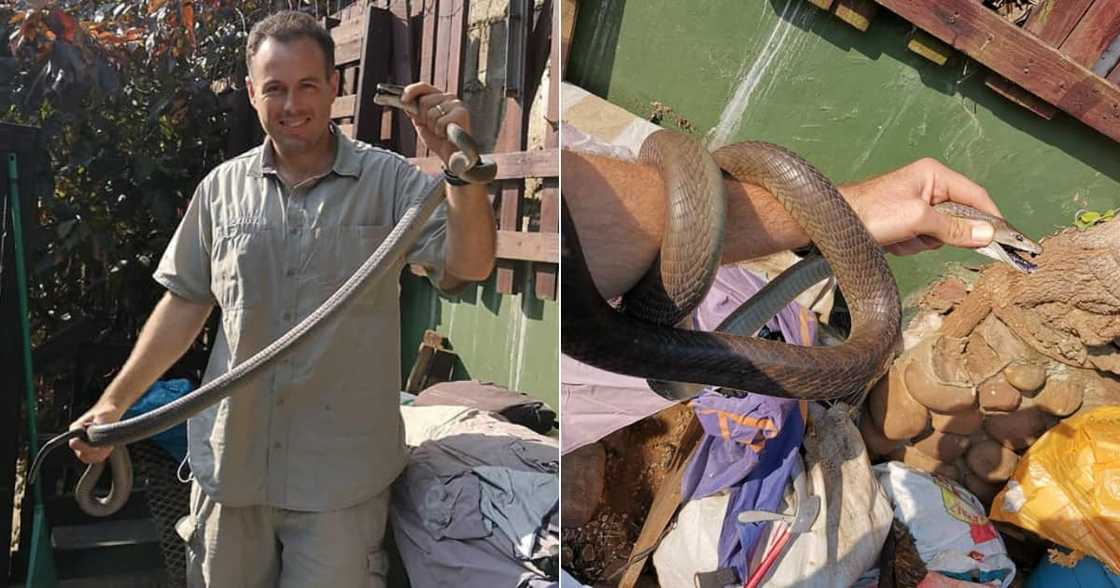 Snake, Catcher, Nick Evans, Mzansi, Heroics, Carrington Heights, Durban, Facebook, Domestic worker, Fright, Black Mamba Snake, Catcher, Nick Evans, Mzansi, Heroics, Carrington Heights, Durban, Facebook, Domestic worker, Fright, Black Mamba