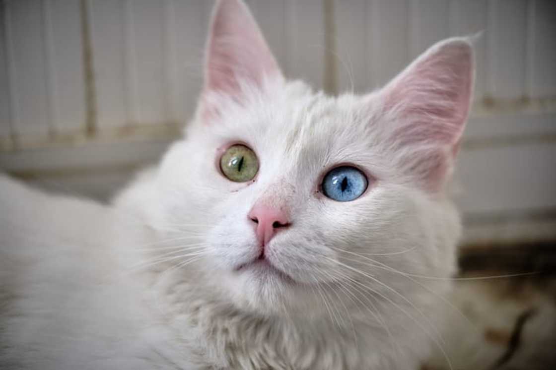 Close-up portrait of a Turkish Angora cat Close-up portrait of a Turkish Angora cat