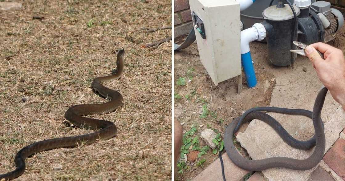 A black mamba was found in a homeowner's pool pump A black mamba was found in a homeowner's pool pump