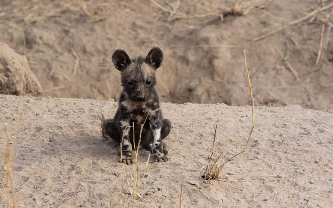 Top 20 extinct and endangered animals in South Africa with images Top 20 extinct and endangered animals in South Africa with images