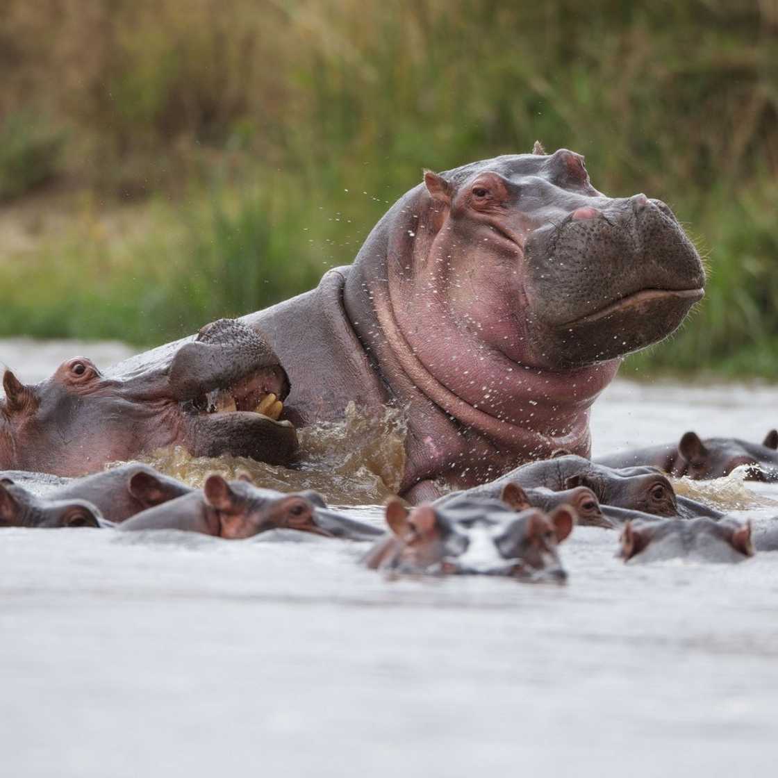 Hippo Hippo