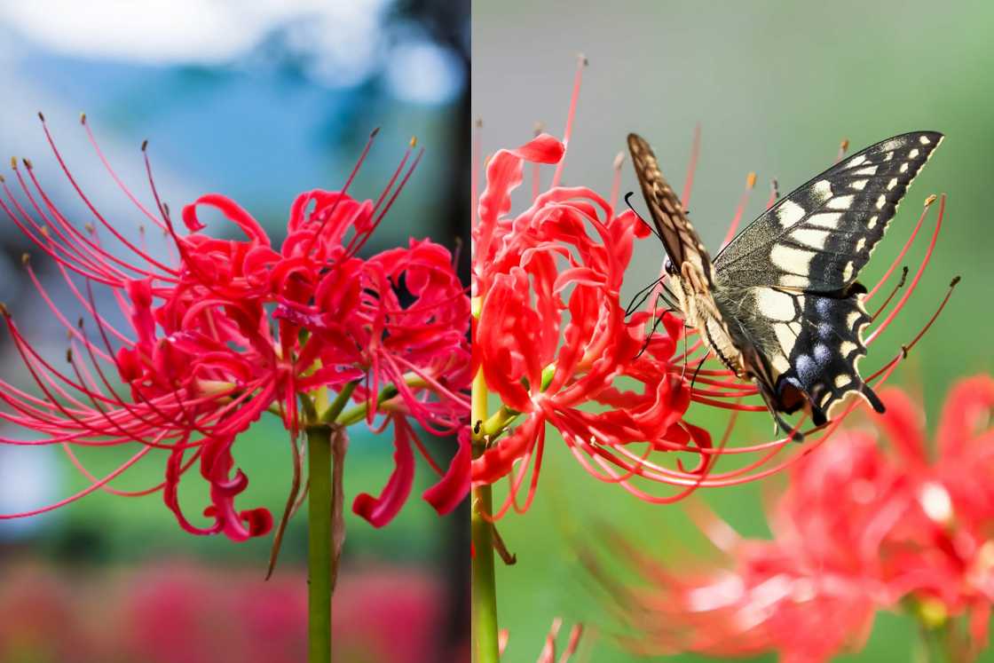 Butterfly on a red spider lily