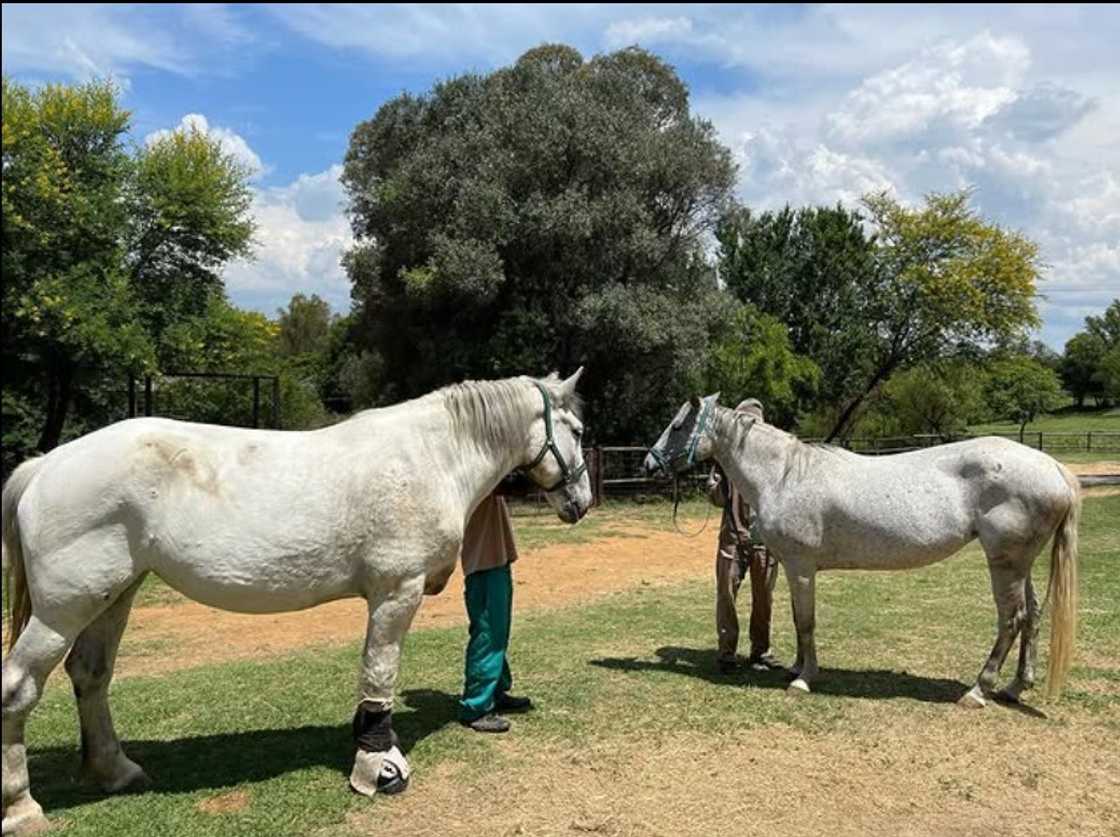 Sizwe Dhlomo named his horse Sheena Sizwe Dhlomo named his horse Sheena