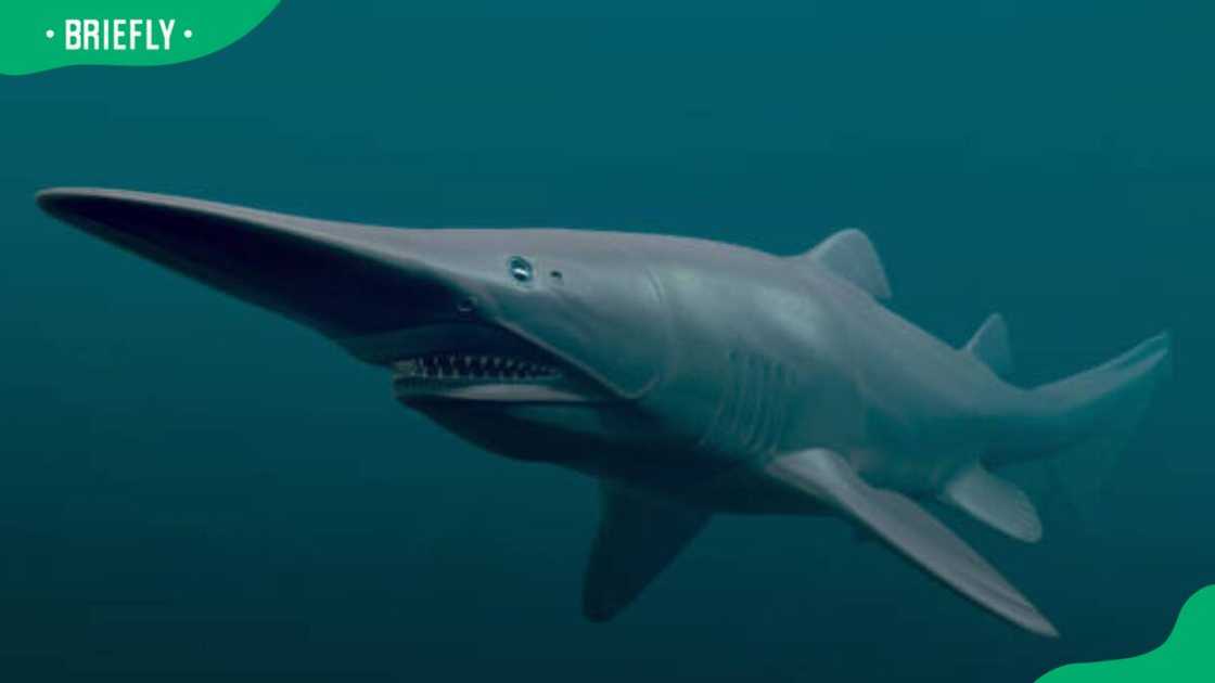 Goblin Shark in deep sea Goblin Shark in deep sea