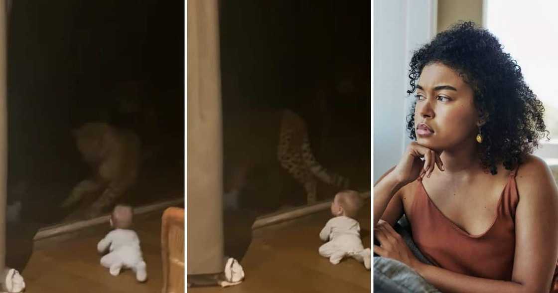 Mzansi, Cheetah, Baby, Video Mzansi, Cheetah, Baby, Video