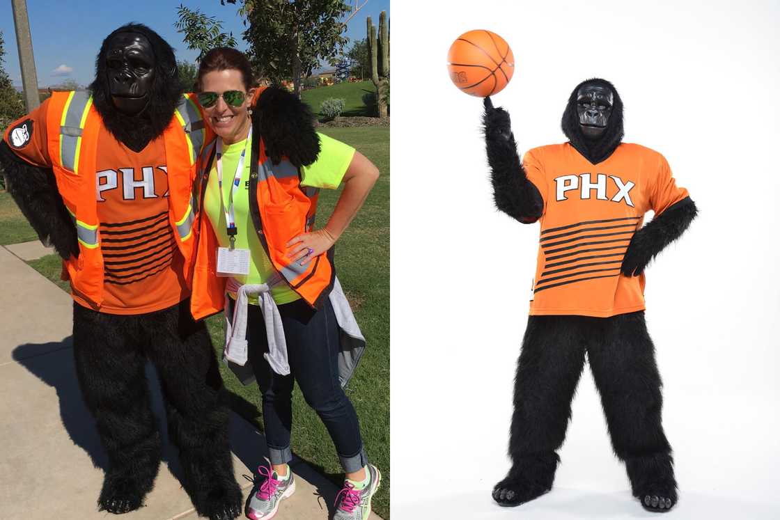 Go the Gorilla posed with a fan and a ball