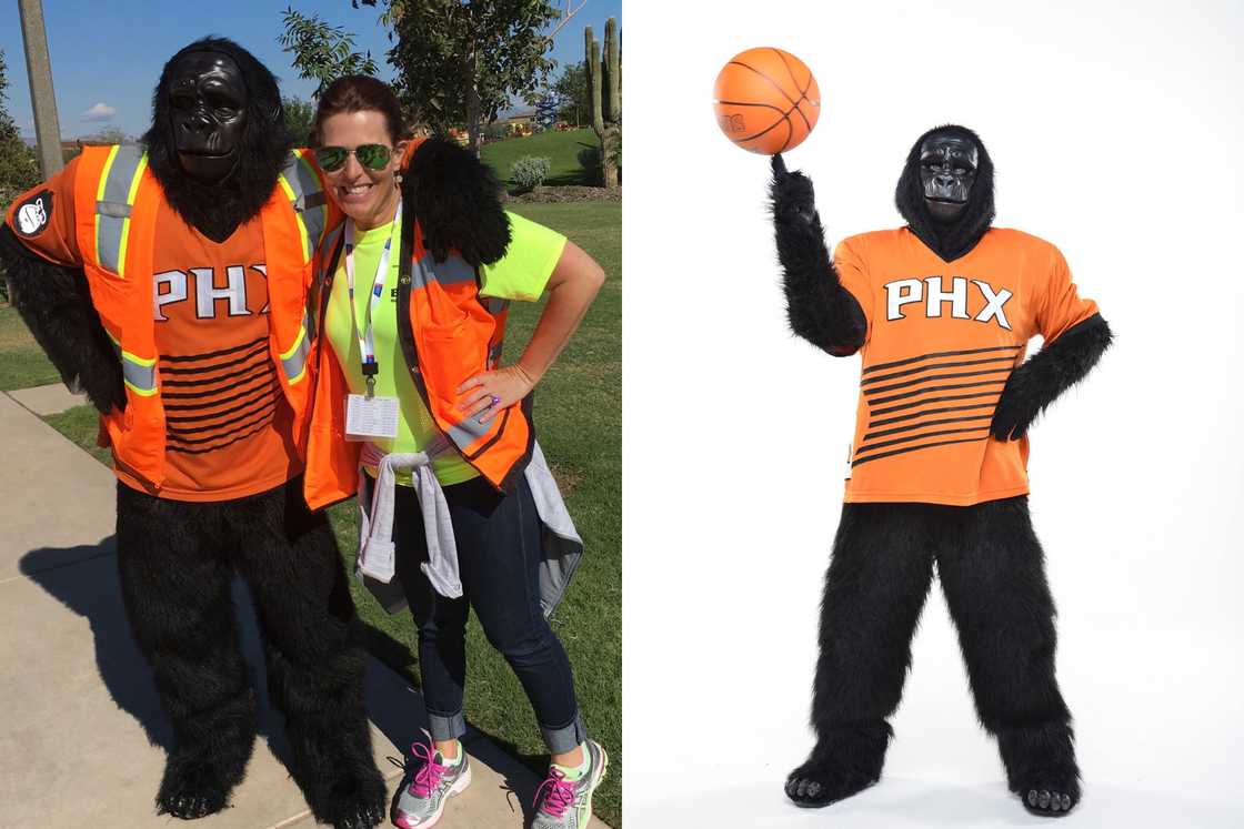 Go the Gorilla posed with a fan and a ball Go the Gorilla posed with a fan and a ball