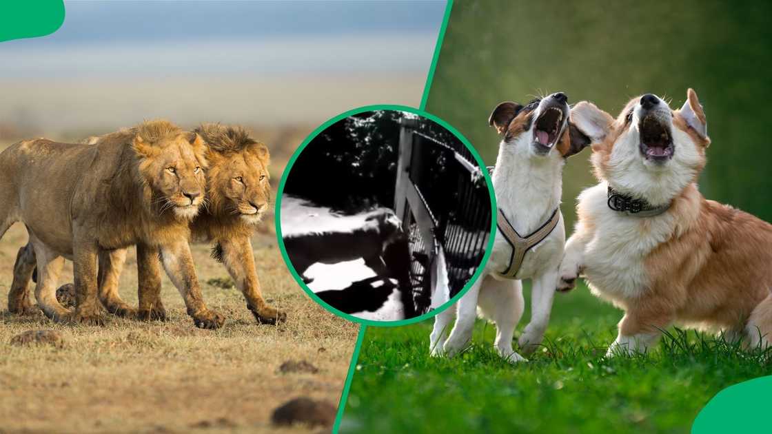 Lions roared at dogs on the other side of a residence's gate. Lions roared at dogs on the other side of a residence's gate.