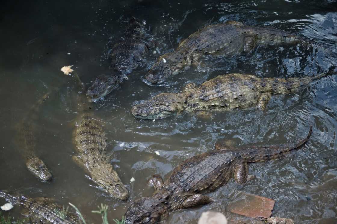 Broad-snouted caimans swim in Brazil, where populations have recovered enough to allow CITES to ease trade restrictions Broad-snouted caimans swim in Brazil, where populations have recovered enough to allow CITES to ease trade restrictions