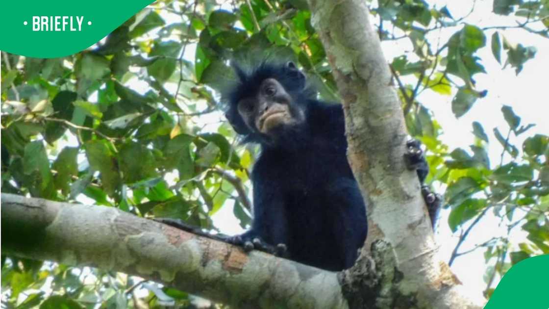 The monkey, known locally as 'Likweli', has distinctive pinkish-orange lips The monkey, known locally as 'Likweli', has distinctive pinkish-orange lips