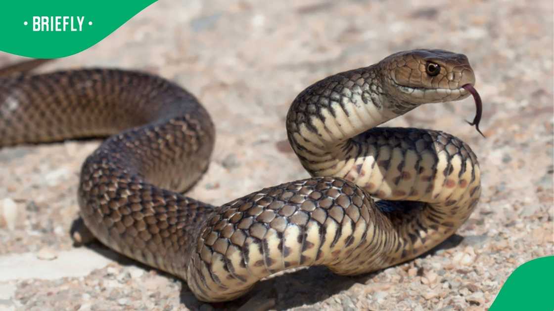 A massive snake standing and walking on a farm shocked South Africans.