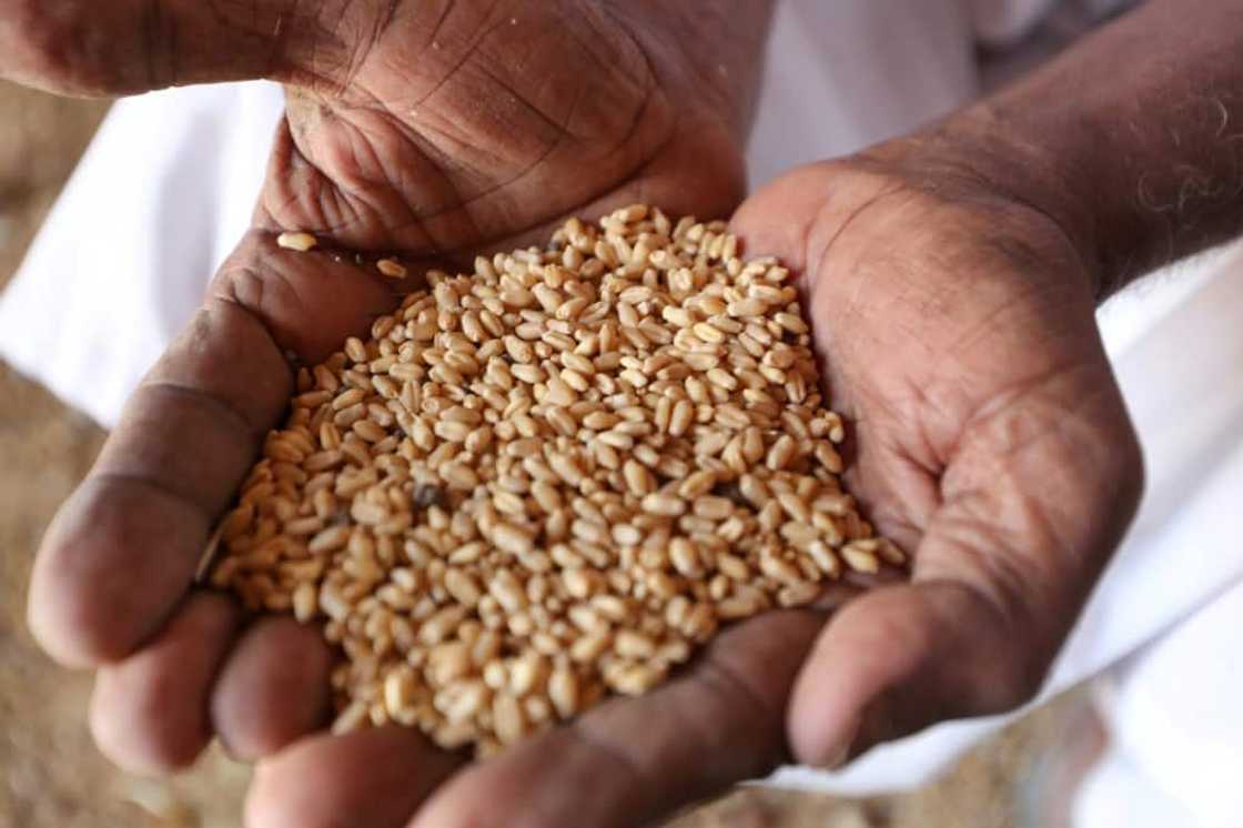 Russia's invasion of Ukraine, both key grain suppliers, threatens to compound Sudan's existing food security troubles. Wheat imports from both nations make up between 70 and 80 percent of Sudan's local market needs, according to a 2021 UN report Russia's invasion of Ukraine, both key grain suppliers, threatens to compound Sudan's existing food security troubles. Wheat imports from both nations make up between 70 and 80 percent of Sudan's local market needs, according to a 2021 UN report