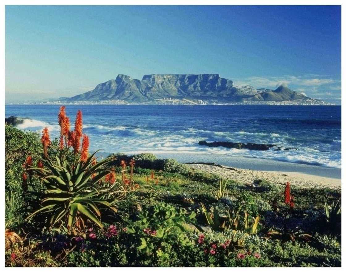 11 Uniquely South African Business Ideas 11 Uniquely South African Business Ideas