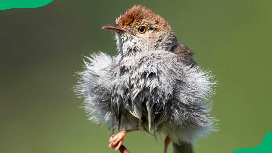 Neddicky pearching on a tree Neddicky pearching on a tree