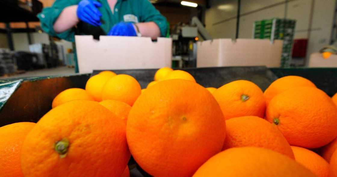 oranges oranges