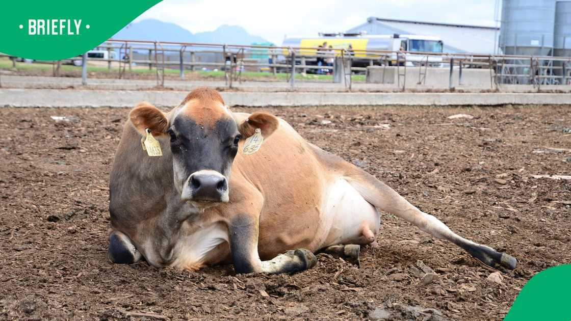 Farmers in the country have called on the government to fight the foot-and-mouth disease outbreak Farmers in the country have called on the government to fight the foot-and-mouth disease outbreak