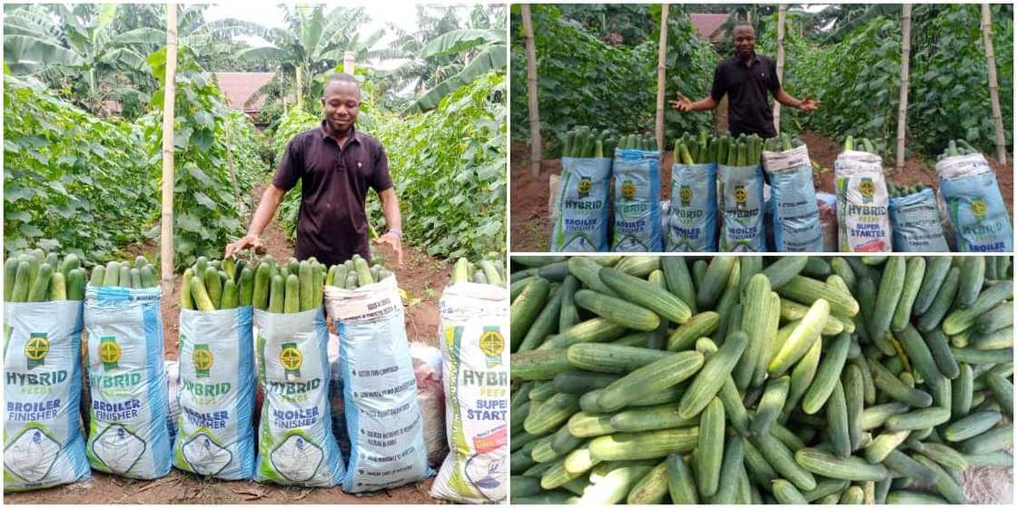 William Eke, a graduate of IMSU, went into farming on a full-time basis