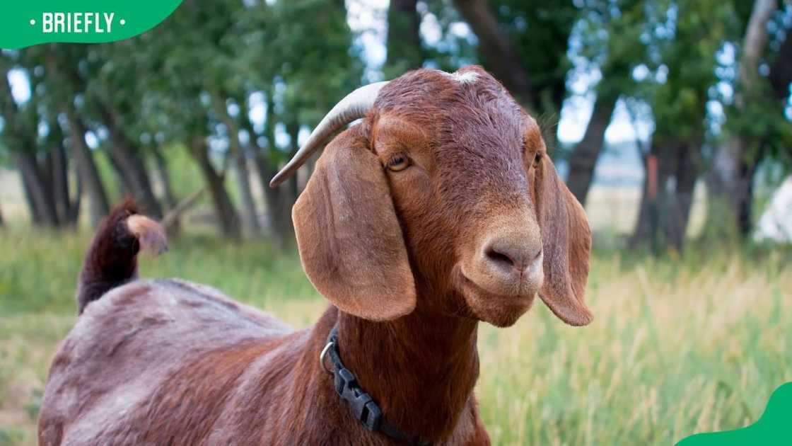How much does a goat sell for in South Africa? How much does a goat sell for in South Africa?