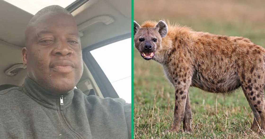 A man from Limpopo chased a hyena with his car in a TikTok video A man from Limpopo chased a hyena with his car in a TikTok video