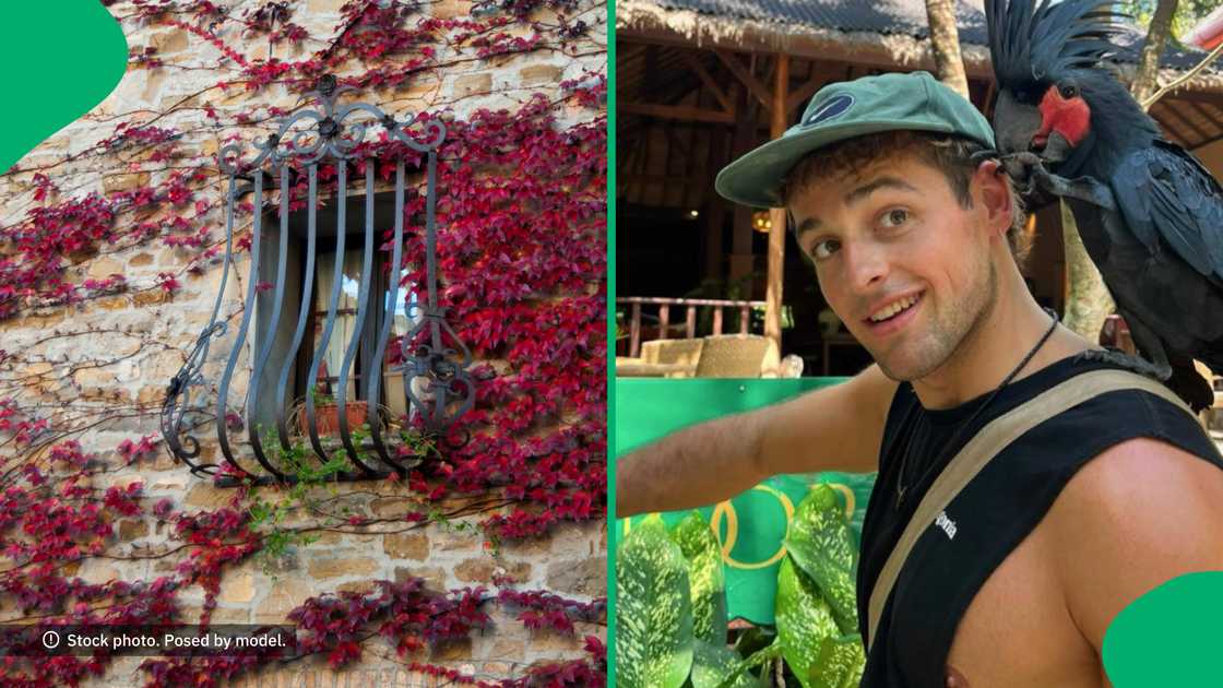 SA schooled a tourist who couldn't believe his Airbnb had burglar bars.