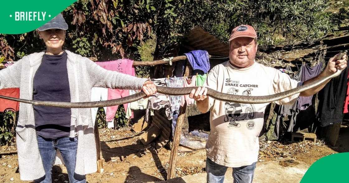 Two snake catchers caught a black mamba in KwaZulu-Nata;. Two snake catchers caught a black mamba in KwaZulu-Nata;.