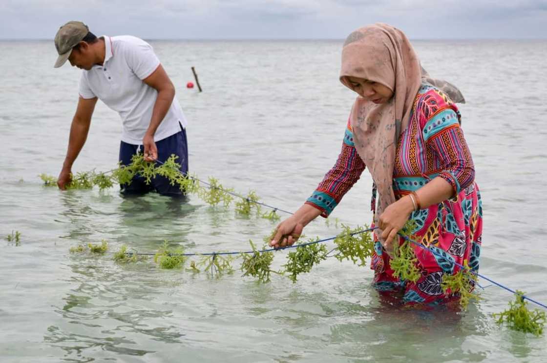 Asmania lost her seaweed farm to flooding and worries about her fisherman husband Sartono (L) who trawls the sea in extreme weather Asmania lost her seaweed farm to flooding and worries about her fisherman husband Sartono (L) who trawls the sea in extreme weather