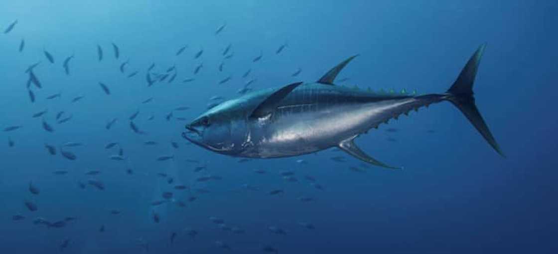 Yellowfin tuna Yellowfin tuna