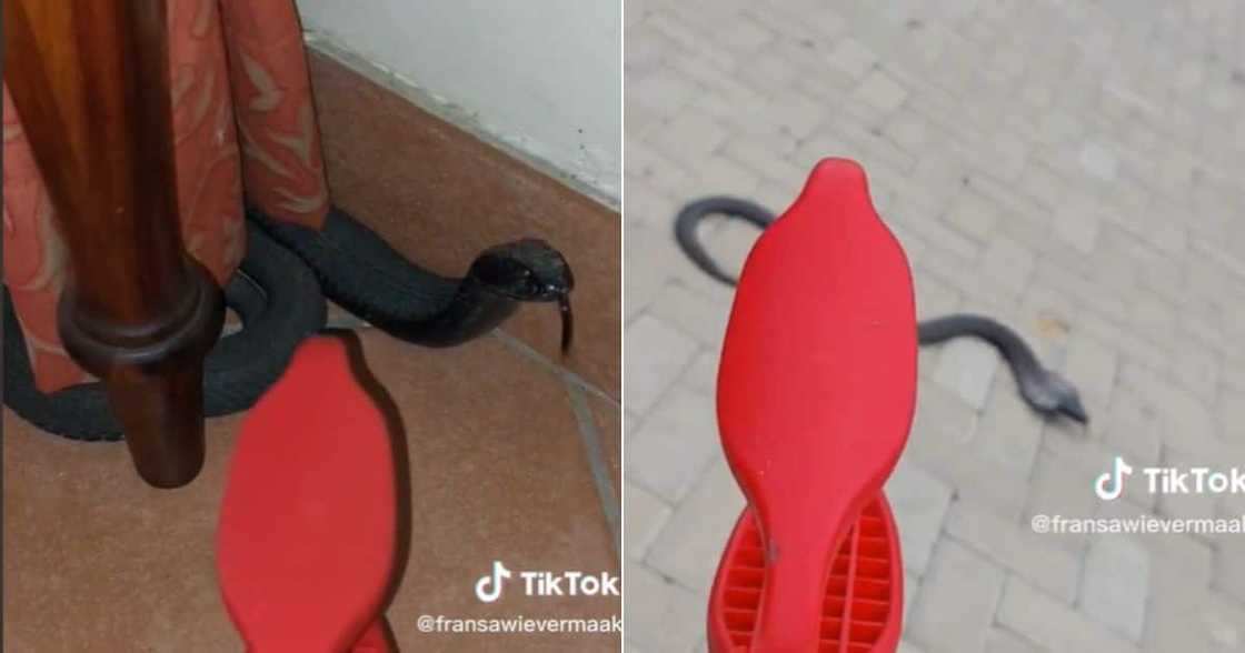 Spittig found inside house in Mpumalanga Spittig found inside house in Mpumalanga