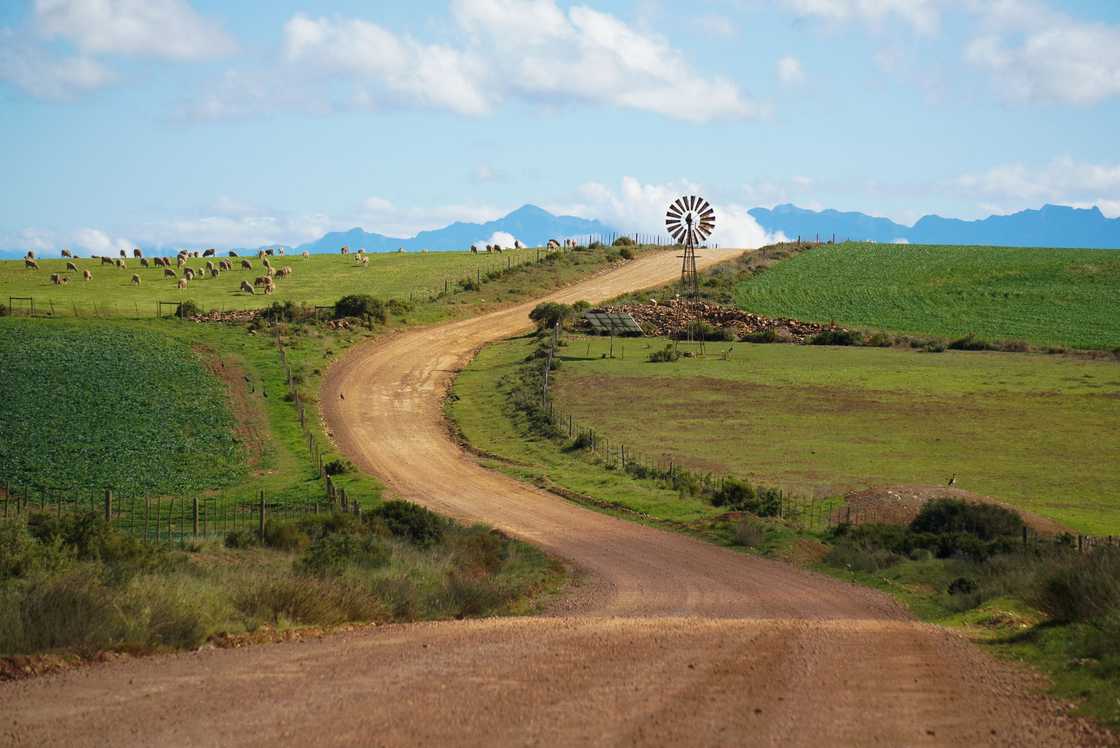 Farm murders in South Africa have become a racialised debate Farm murders in South Africa have become a racialised debate