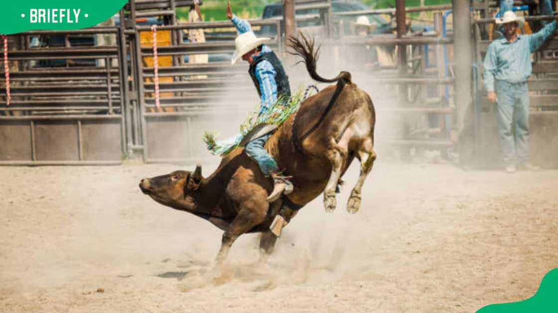 Cowboy Riding a big bull