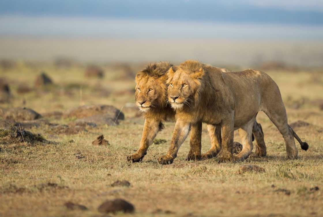 Lions tried to enter a camping tent in viral video that left SA stunned.