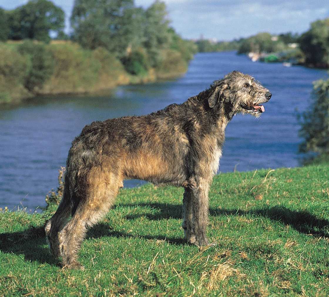 World's strongest dog breed World's strongest dog breed