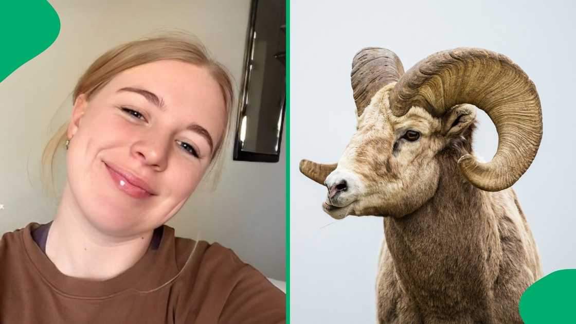 A woman shared a video of a man walking his ram. A woman shared a video of a man walking his ram.