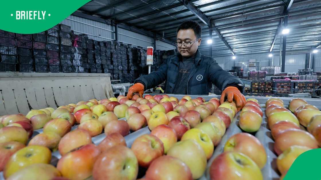 China imported 24 tonnes of apples after its 0% tariff policy for Africa came into effect on 1 May 2026