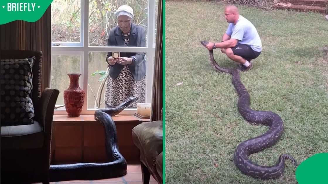 A massive python entered a man's home. A massive python entered a man's home.