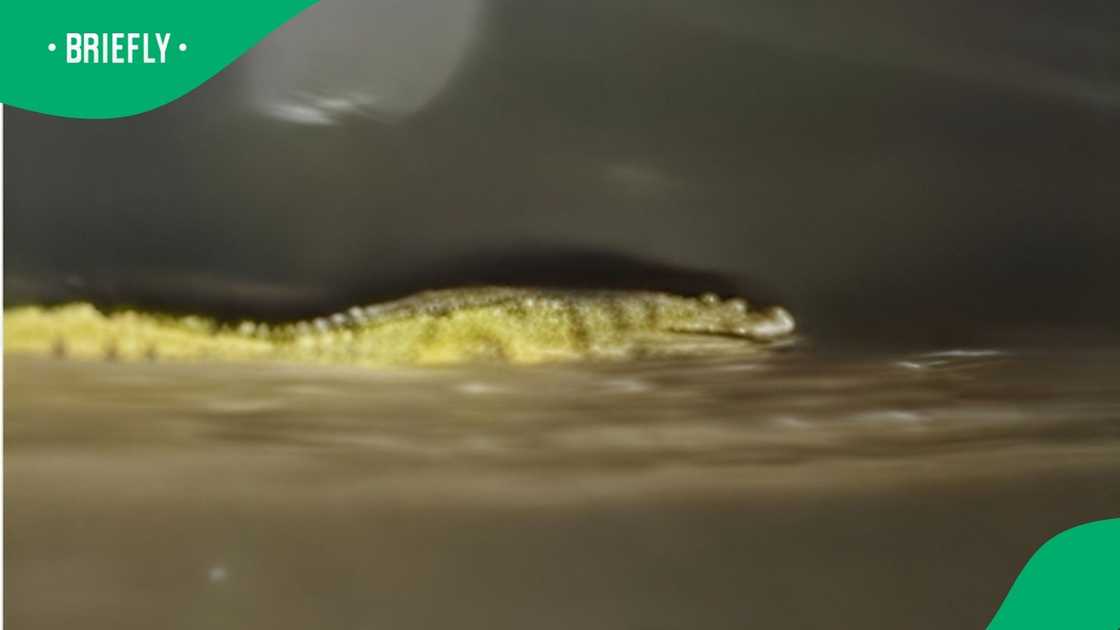 The predator sighting comes just days after a man was killed by a crocodile The predator sighting comes just days after a man was killed by a crocodile