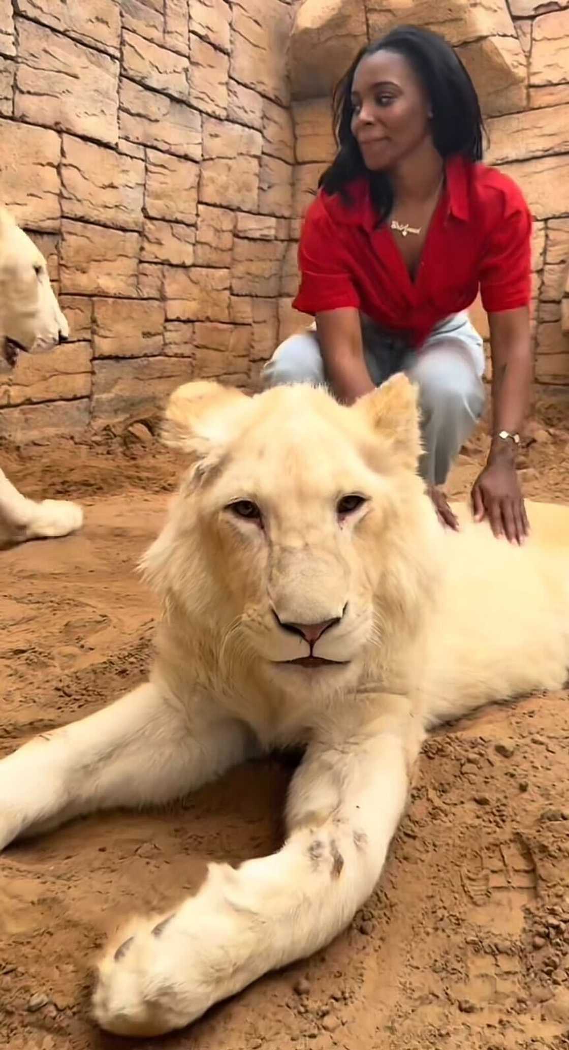 An American woman's lion den encounter shocked many online users. An American woman's lion den encounter shocked many online users.