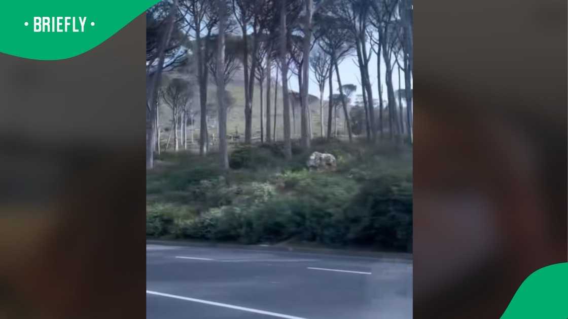 A video went viral on TikTok.