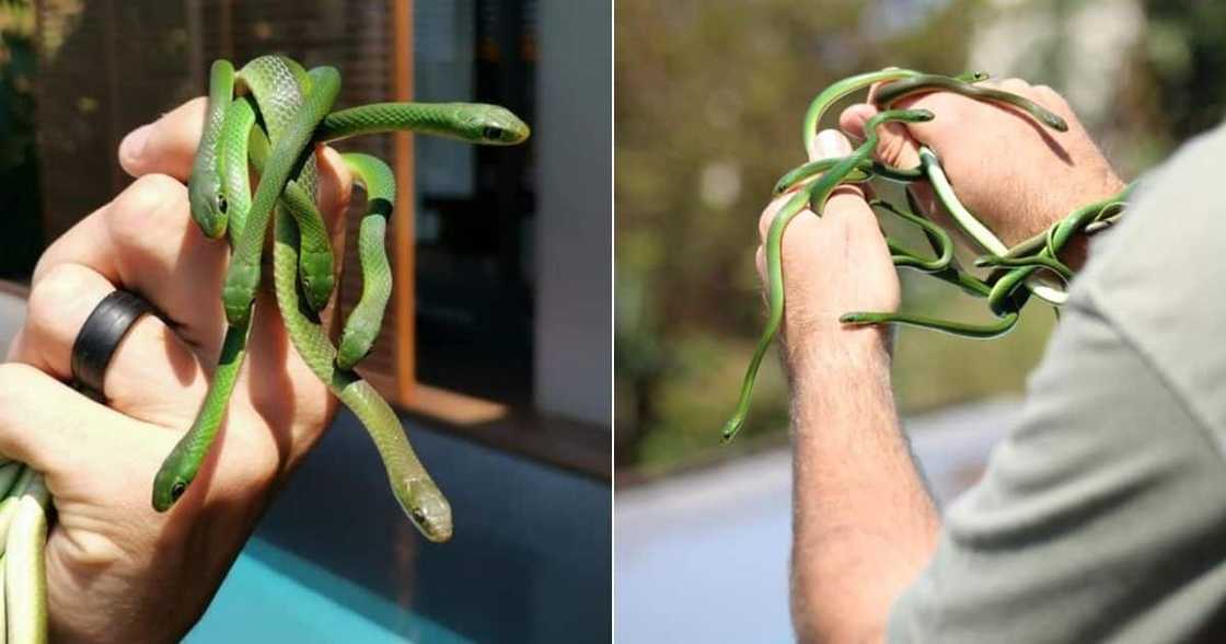 Domestic Worker, Finds 12 Snakes, Calls Nick Evans, Help Domestic Worker, Finds 12 Snakes, Calls Nick Evans, Help