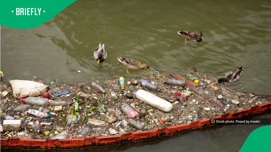 A massive accumulation of plastic bottles, containers, and driftwood choked the narrow channel of a slow-moving river