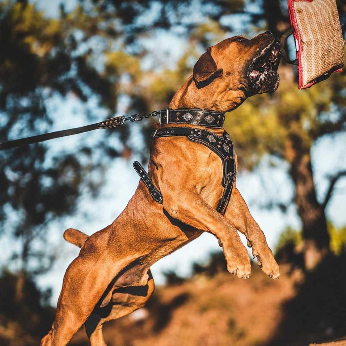 South African Boerboel: reasons why every homeowner should buy this dog breed South African Boerboel: reasons why every homeowner should buy this dog breed