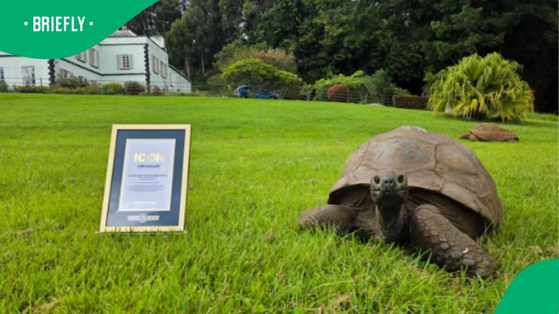 The 194-year-old tortoise was photographed from the front on a manicured lawn alongside his official record-breaking document outside the governor's residence The 194-year-old tortoise was photographed from the front on a manicured lawn alongside his official record-breaking document outside the governor's residence