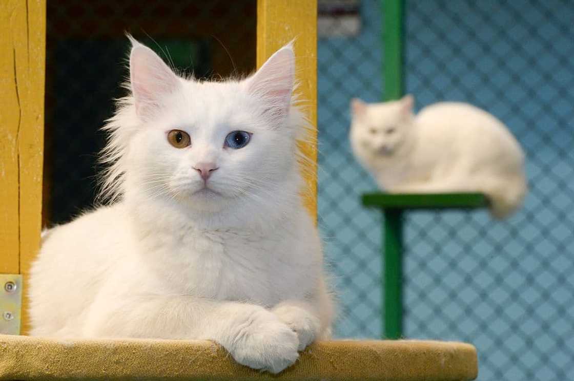 Turkish Van cat Turkish Van cat