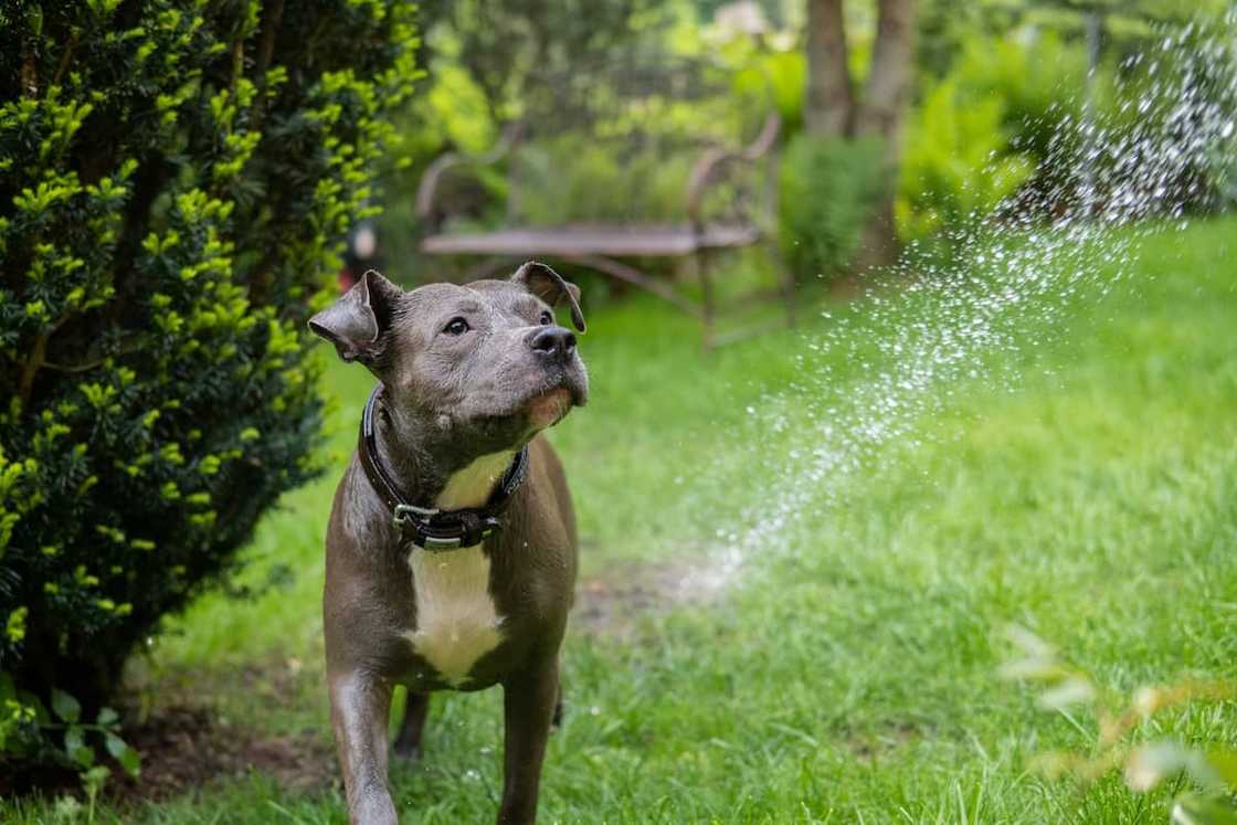 Top 10 gewildste honde rasse in Suid-Afrika