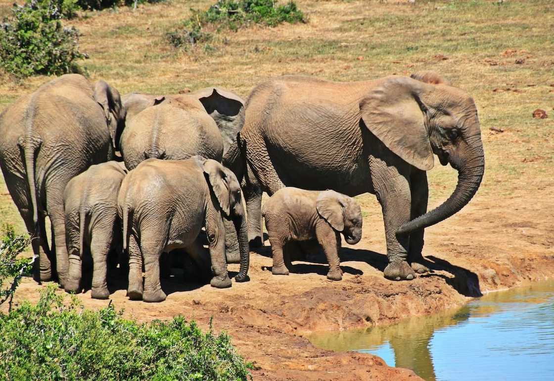 Kruger national park accommodation Kruger national park accommodation