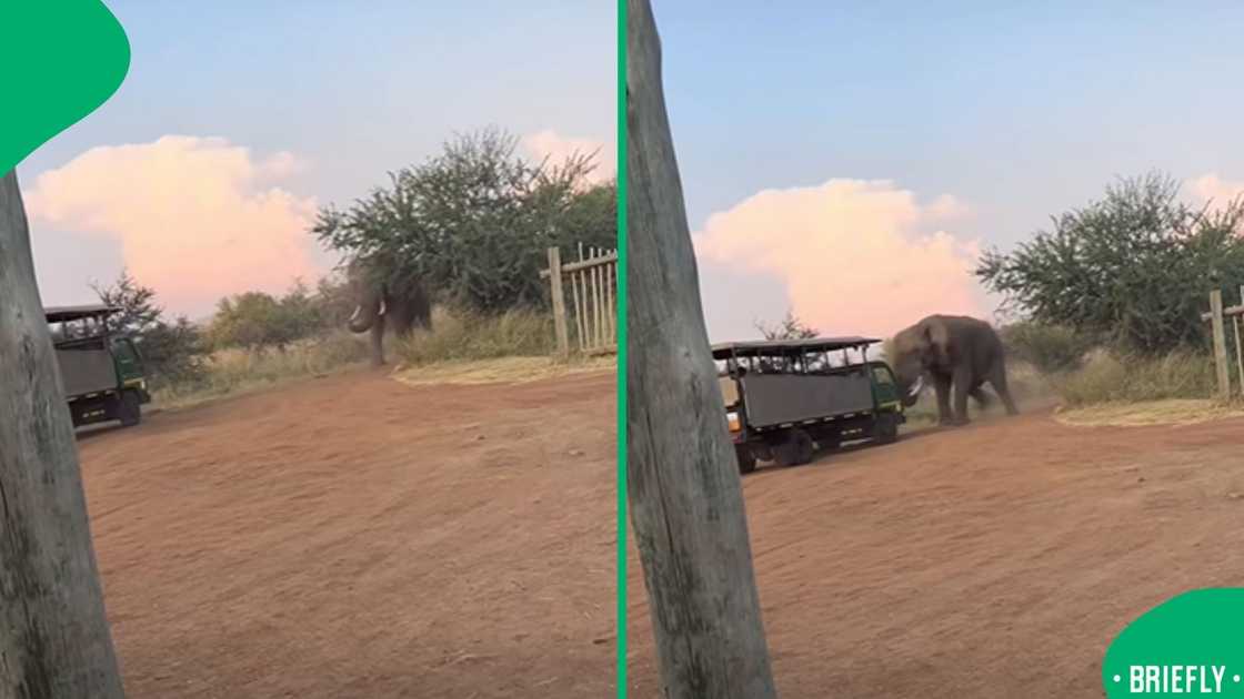 The image on the right showed an elephant being violent with a safari car