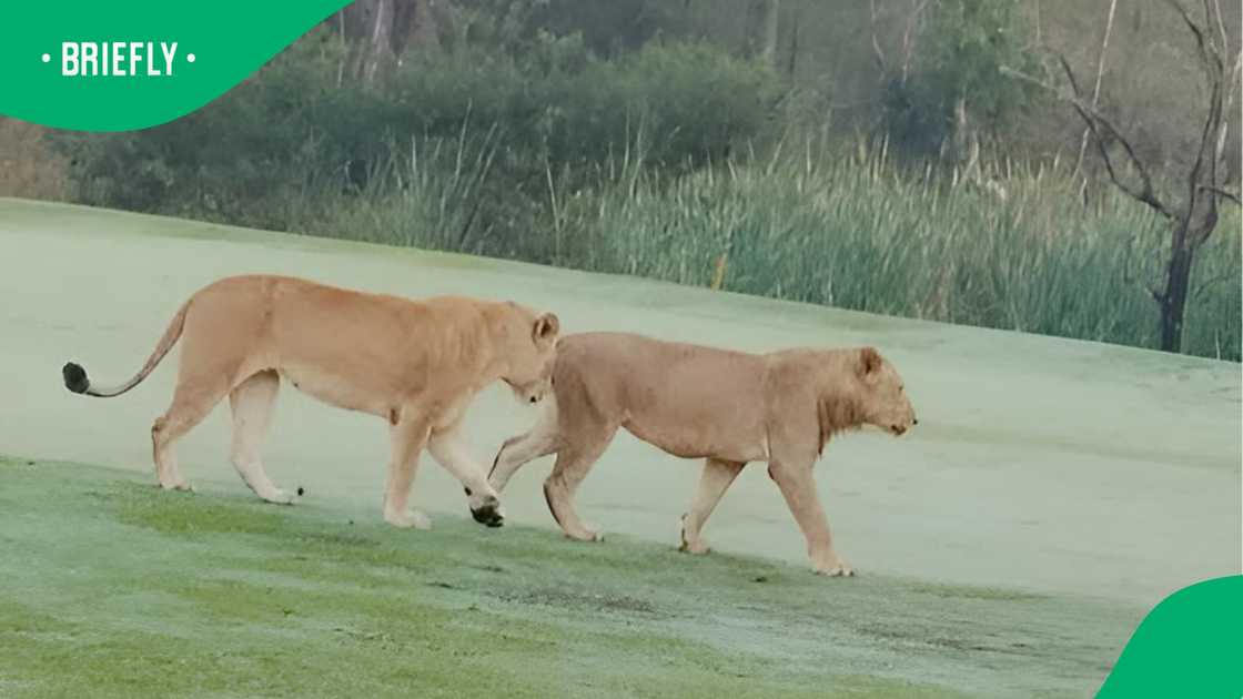 Lions roam across Skukuza Golf Club fairways, sparking reactions online