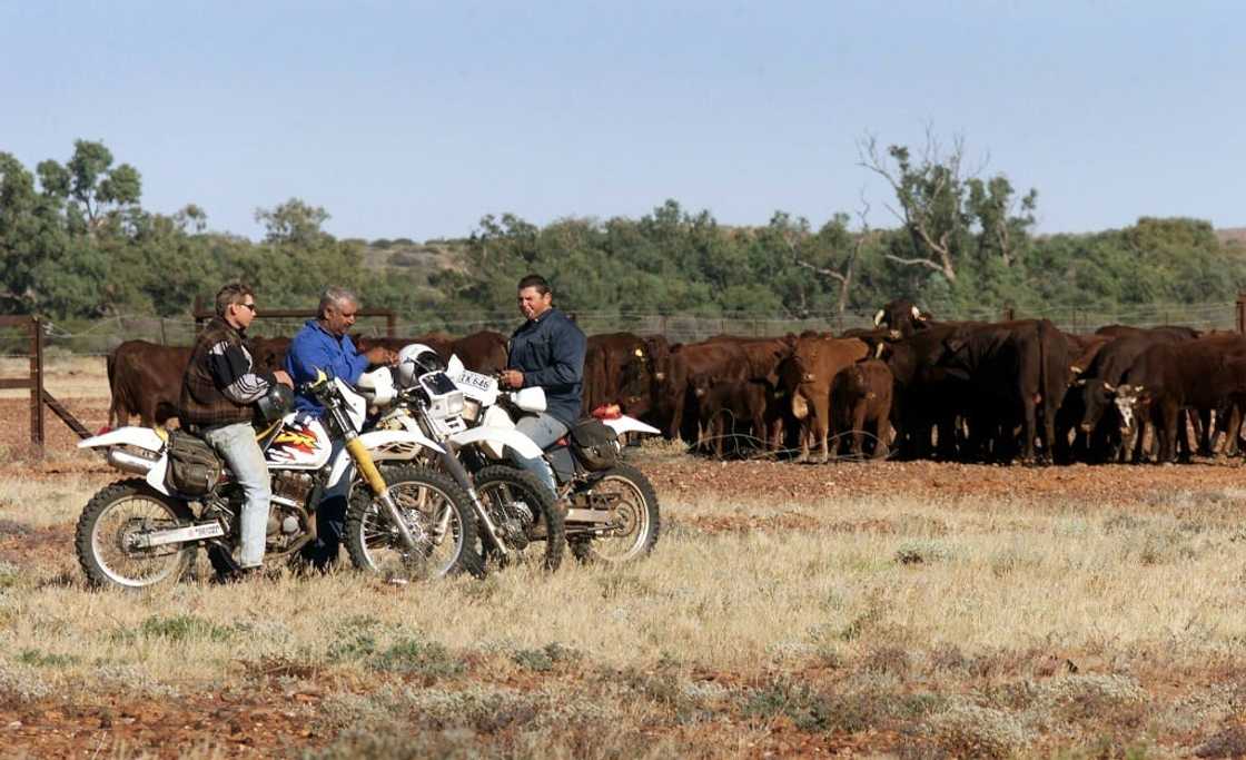 Free trade talks with the EU have collapsed over market access for Australian agricultural produce such as beef Free trade talks with the EU have collapsed over market access for Australian agricultural produce such as beef