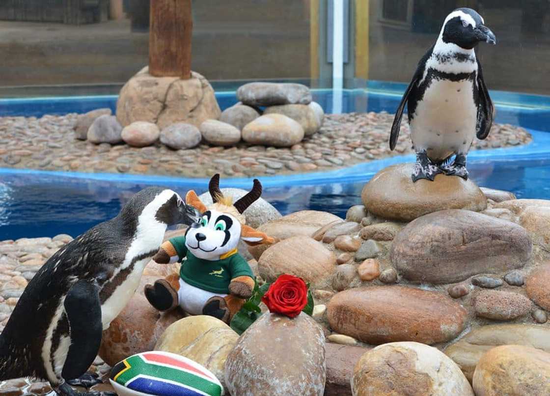 zoo animals zoo animals