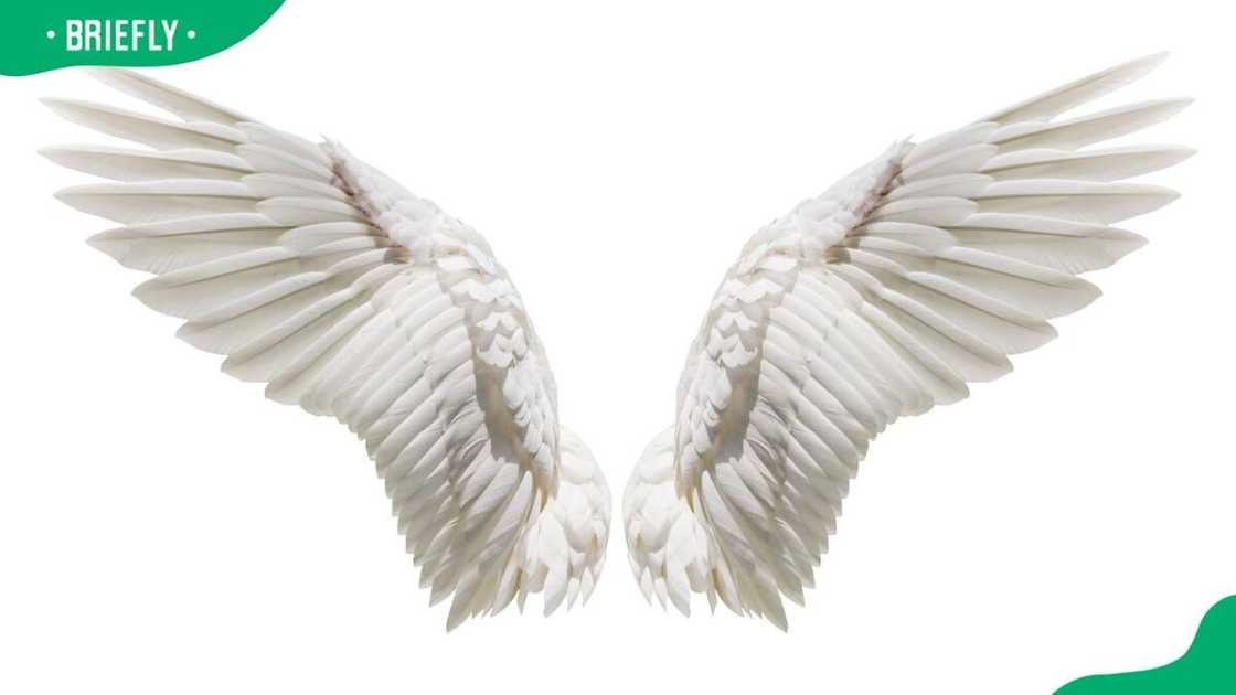A pair of white angel wings A pair of white angel wings